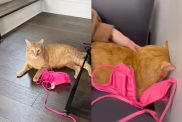 Cat with emotional support bikini