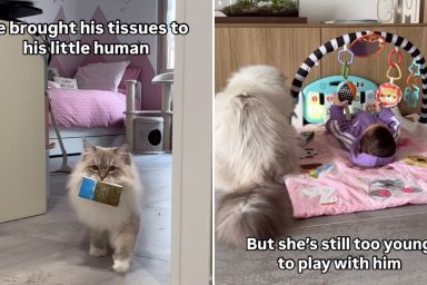 cat play little human