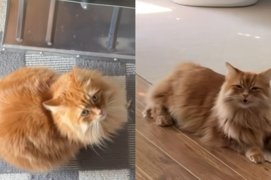 cat stink video