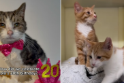 senior cat birthday video