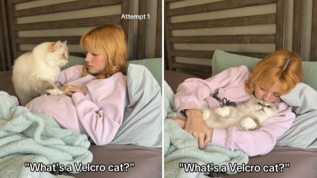 cute cat video
