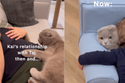 adorable cat video