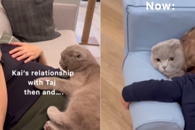 adorable cat video