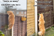cat spy video