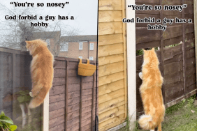 cat spy video