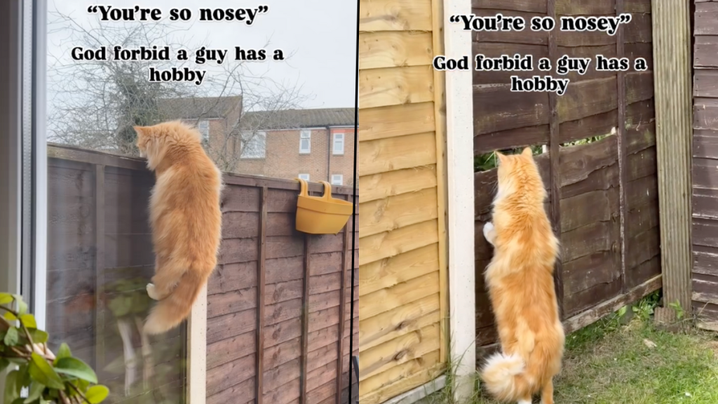 cat spy video