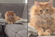 cat nap bed head