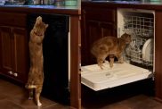 viral cat video