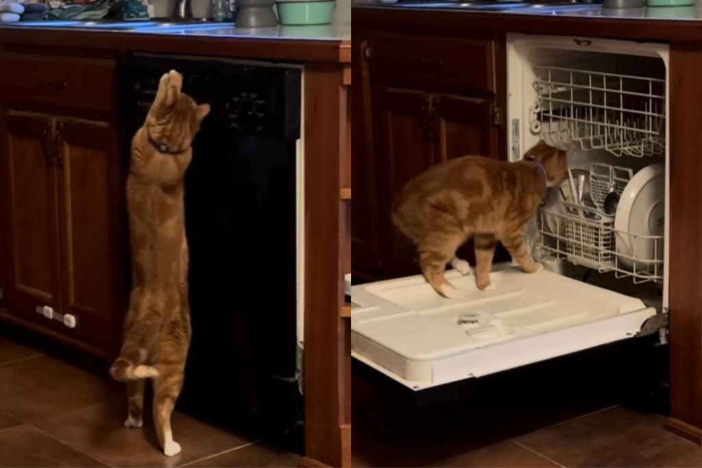 viral cat video