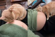 anti-cuddly cat owner baby bump