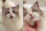 cat pets video