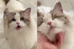 cat pets video