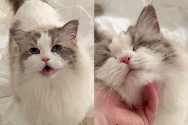 cat pets video