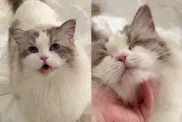 cat pets video