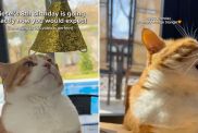 cat birthday party video