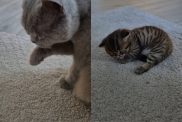 cat newborn kitten video