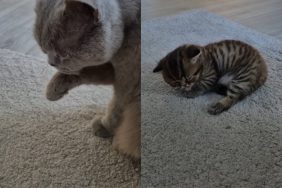 cat newborn kitten video
