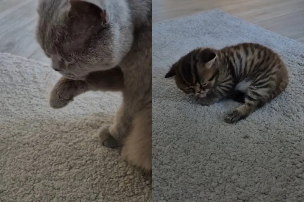 cat newborn kitten video