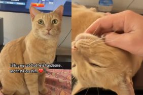 cat feel owner love