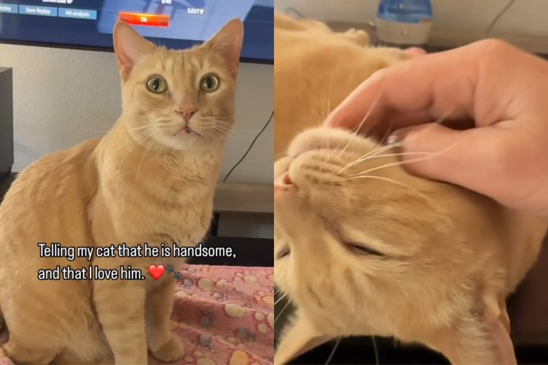 cat feel owner love