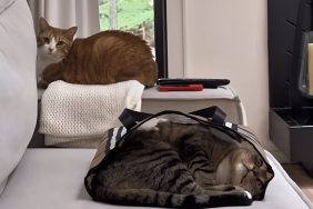 viral cat video