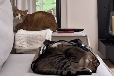 viral cat video