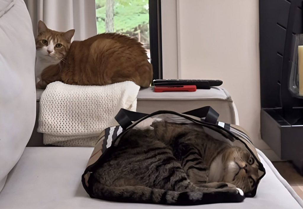 viral cat video