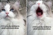 city cat mimic ambulance