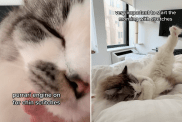 clingy cat cuddle