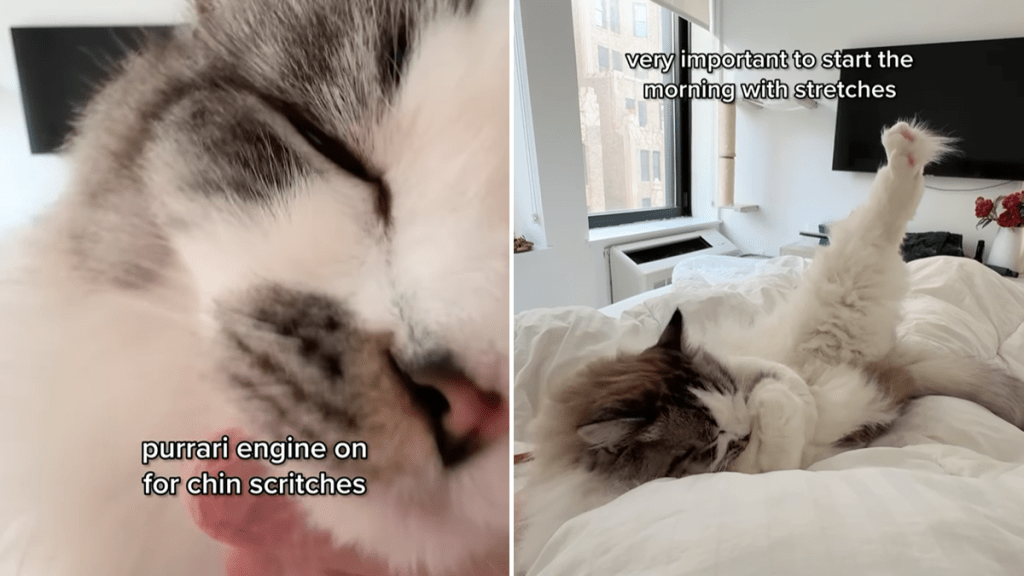 clingy cat cuddle