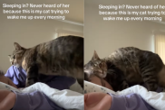 funny cat video