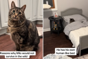 funny cat video