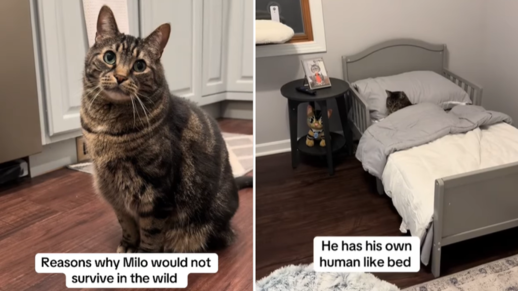 funny cat video
