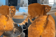 funny cat video