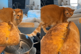 funny cat video