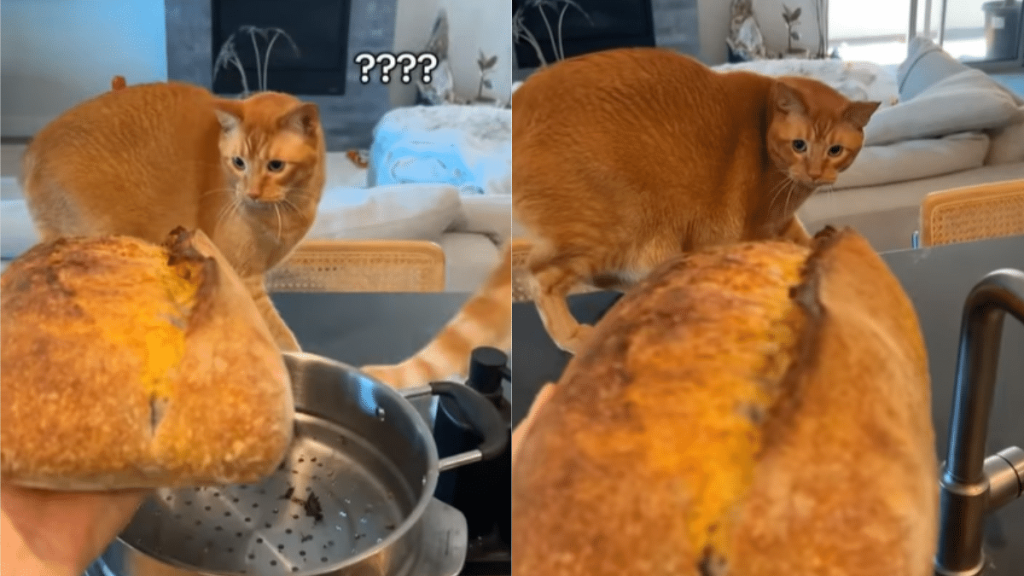 funny cat video