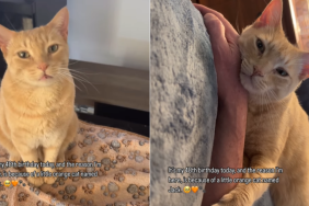 emotional cat video