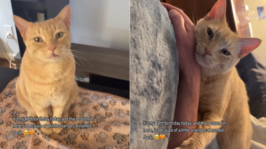 emotional cat video