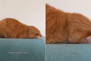 funny cat video