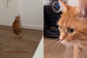 funny cat video