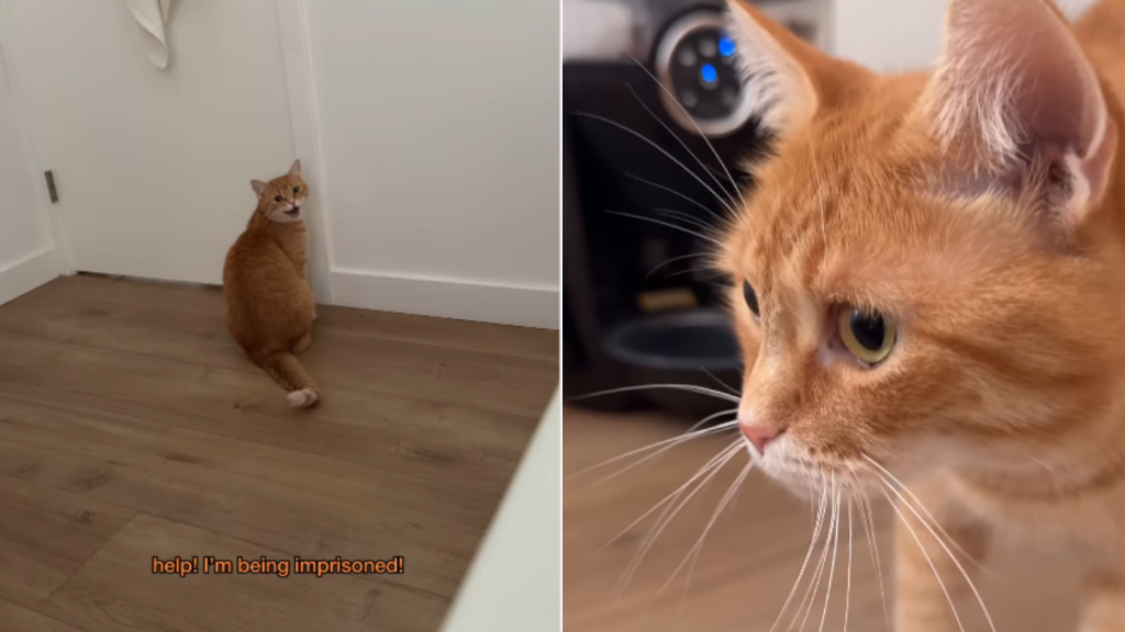 funny cat video