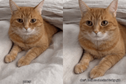 funny cat video