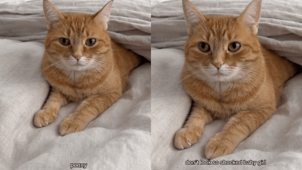 funny cat video