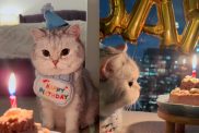 cat birthday party video