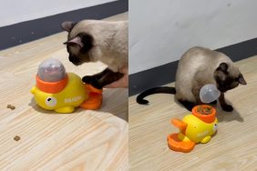 cat owner video