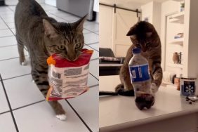 cat life video