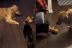 Video: Cat Takes Extreme Measures To Teach Sibling Not To Interrupt Bedtime