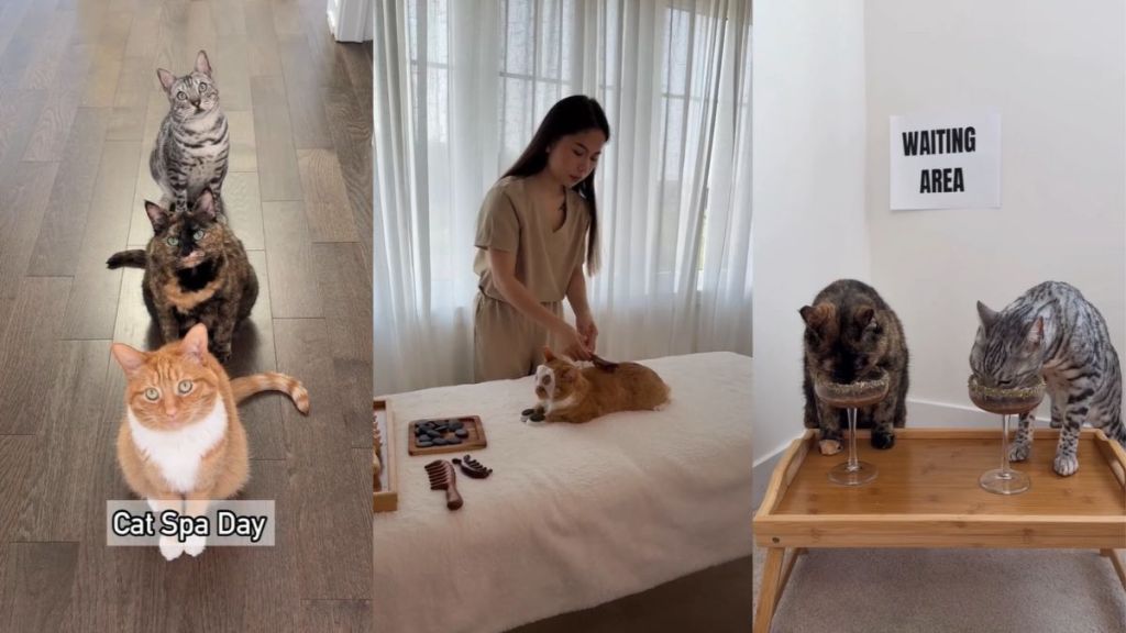 Video: Cats' 'Purrfect Spa' Day Is So Good It Has Netizens Booking Inquiries