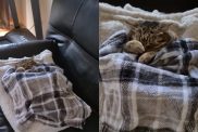 cat snores video