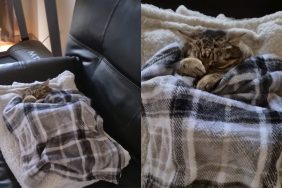 cat snores video